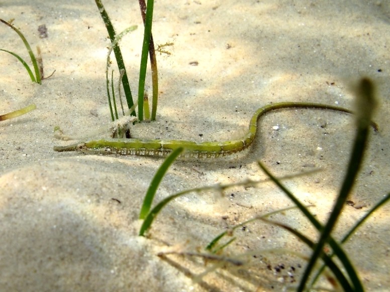 Syngnathus abaster